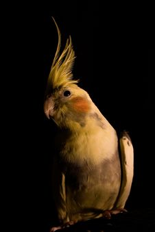 Yellow Cockatiel Stock Images Yellow Cockatiel Stock Images