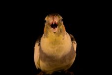 Yellow Cockatiel Attack Royalty Free Stock Photo Yellow Cockatiel Attack Royalty Free Stock Photo