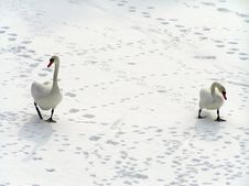 Swans Royalty Free Stock Image