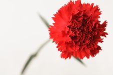 Red Carnation Stock Photography Red Carnation Stock Photography