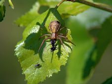Spider Xysticus Cristatus, Eating An Ant. Stock Photography Spider Xysticus Cristatus, Eating An Ant. Stock Photography