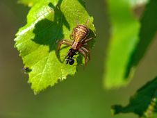 Spider Xysticus Cristatus, Eating An Ant. Stock Photos Spider Xysticus Cristatus, Eating An Ant. Stock Photos