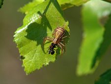 Spider Xysticus Cristatus, Eating An Ant. Royalty Free Stock Photo Spider Xysticus Cristatus, Eating An Ant. Royalty Free Stock Photo