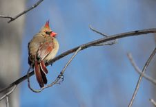Female Cardinal Royalty Free Stock Photo