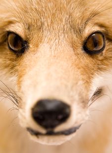 Stuffed Fox (Close View) Royalty Free Stock Photo Stuffed Fox (Close View) Royalty Free Stock Photo