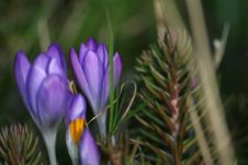 Crocus Stock Photos Crocus Stock Photos