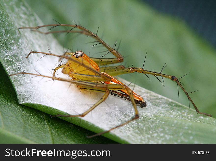 A lynx spider.