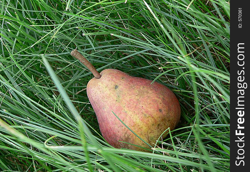 The yellow-red pear which lays in a grass. The yellow-red pear which lays in a grass