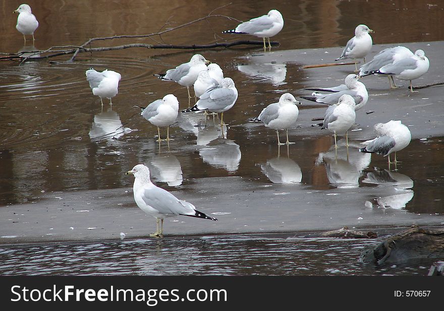 Seagulls, grouped in the water