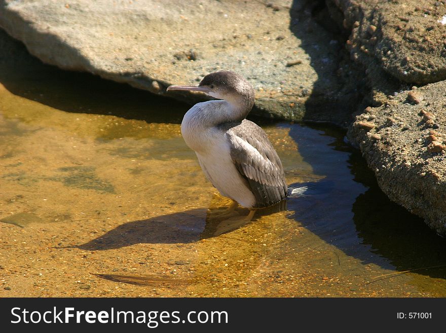 Seabird resting at a sunny place at the coast