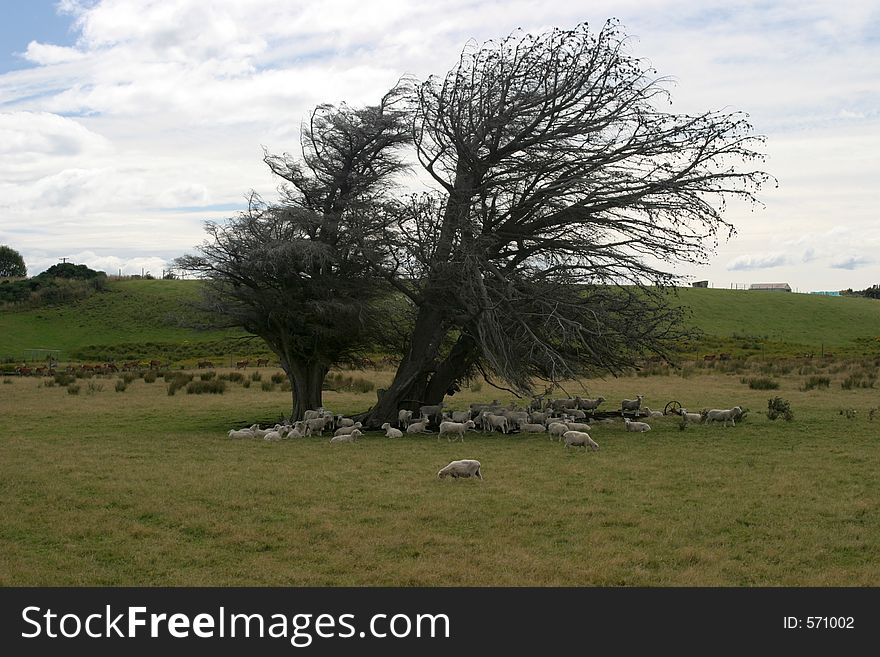 A group of sheep hiding under a lonely tree. A group of sheep hiding under a lonely tree