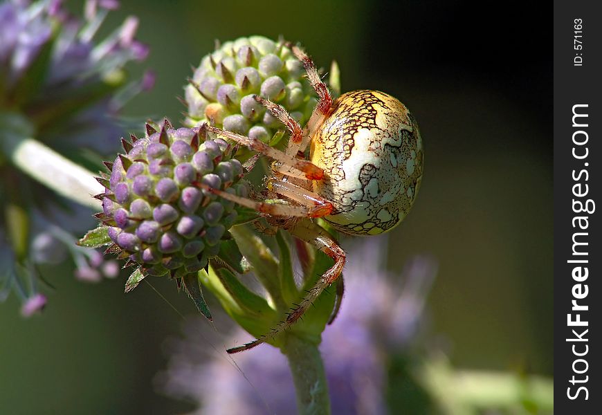 Spider of family Argiopidae on a flower.