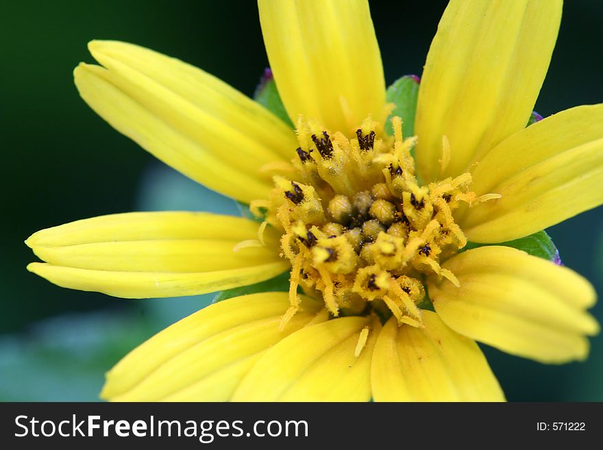 Yellow Flower