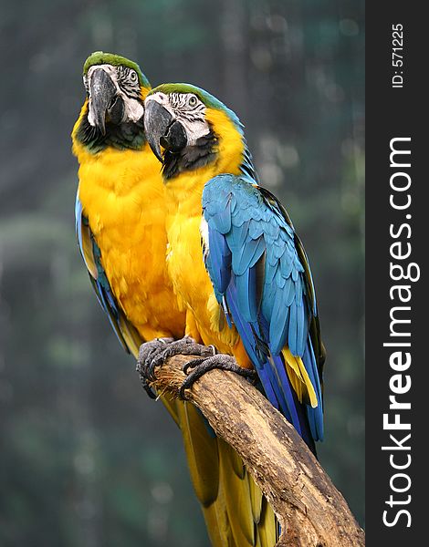 Wild macaws. Wild macaws