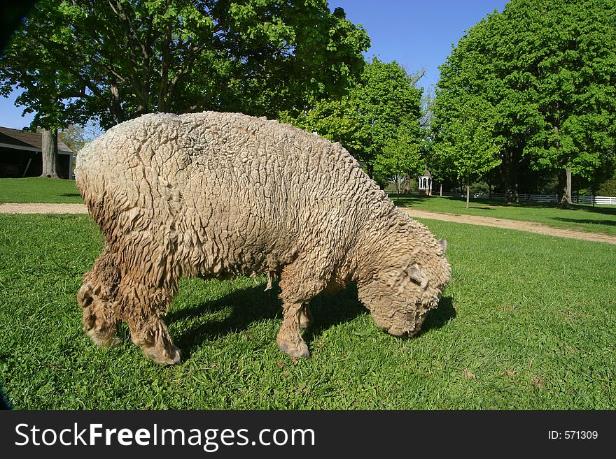 One wooley grazing sheep on a farm. Spring afternoon. Green grass and lush green foliage on the trees. Clear blue sky. Close-up Animal theme, landscape, horizontal format. beginnings tranquil scene warmth freshness agriculture livestock. One wooley grazing sheep on a farm. Spring afternoon. Green grass and lush green foliage on the trees. Clear blue sky. Close-up Animal theme, landscape, horizontal format. beginnings tranquil scene warmth freshness agriculture livestock