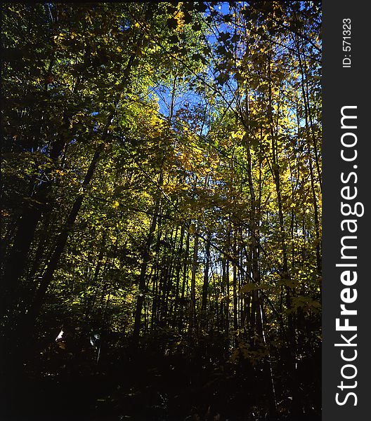 Autumn colours in forest in New Hampshire. Autumn colours in forest in New Hampshire