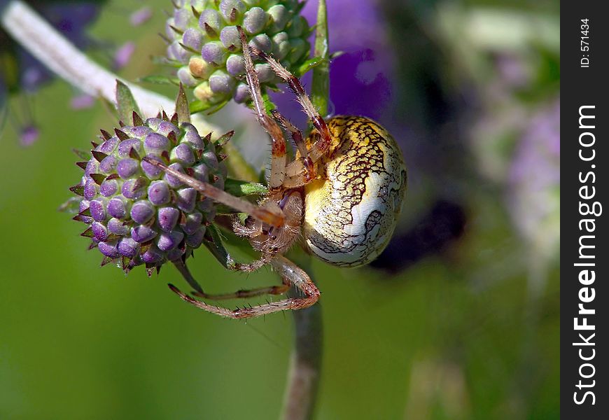 Spider Of Family Argiopidae On A Flower.