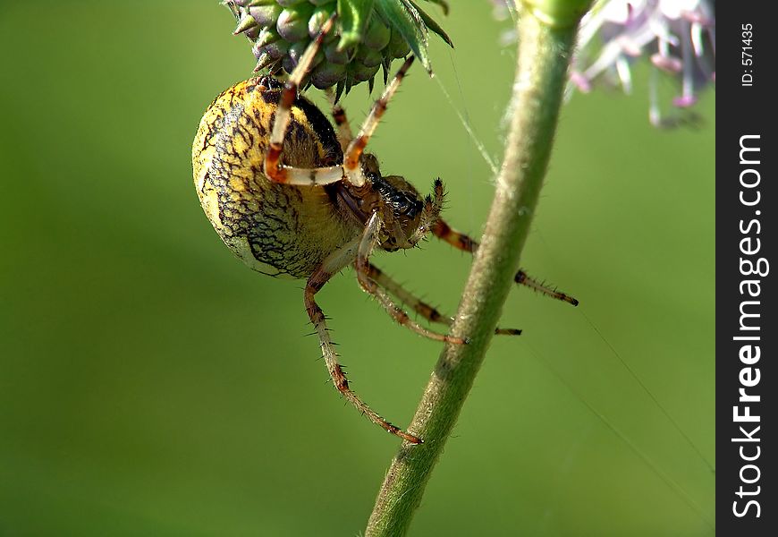 Spider of family Argiopidae on a flower.