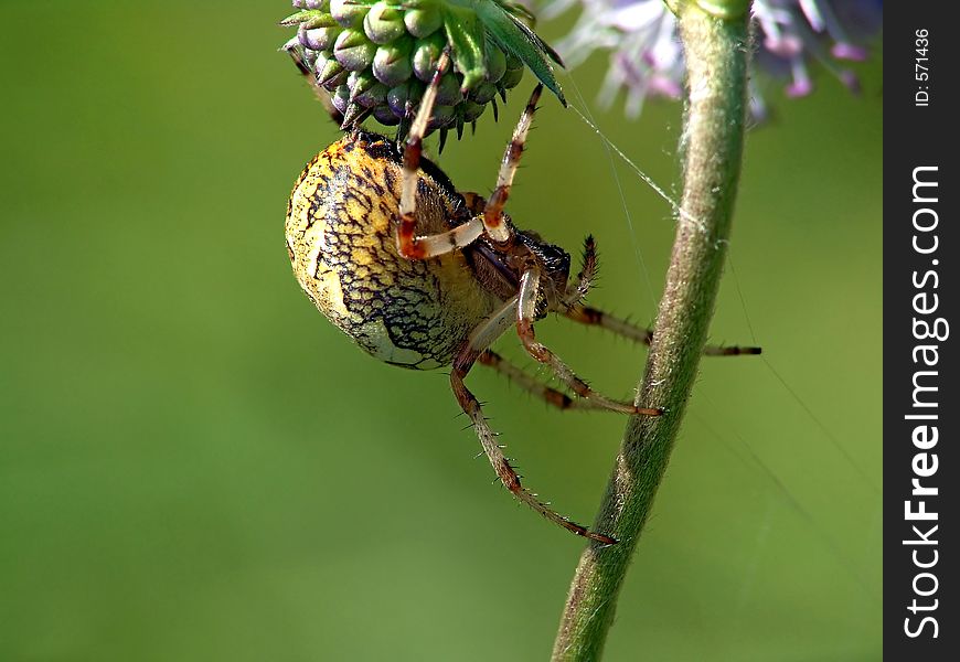 Spider Of Family Argiopidae On A Flower.