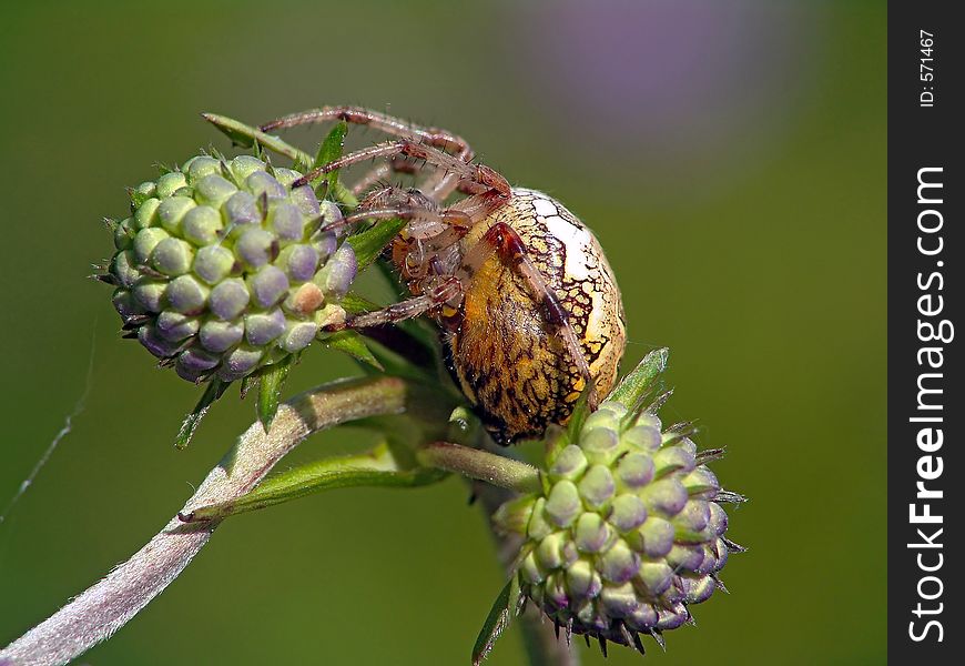 Spider Of Family Argiopidae On A Flower.