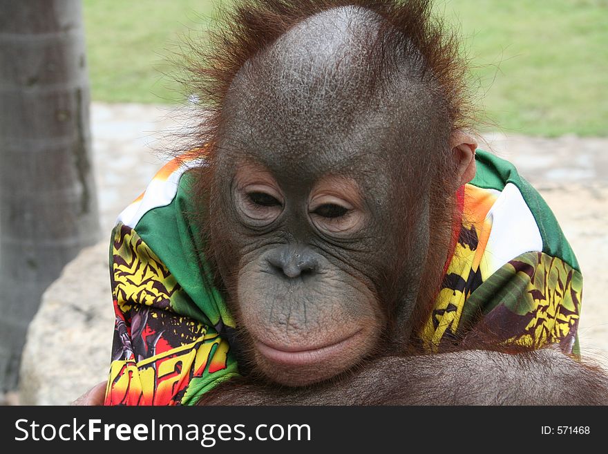 A monkey in thailand is ignoring his owner and the guests to the park. A monkey in thailand is ignoring his owner and the guests to the park