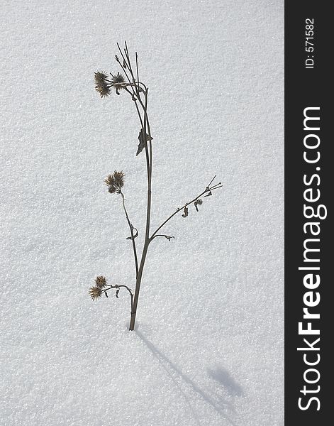 Winter plant, twig with shadow, snow. Winter plant, twig with shadow, snow