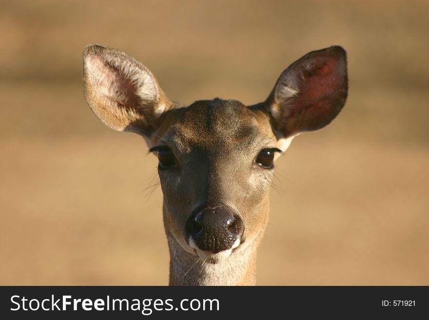 Young deer looking front