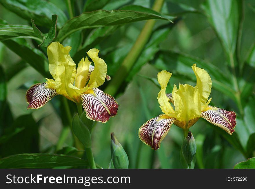 Two yellow flower with purple colored petals and green background.