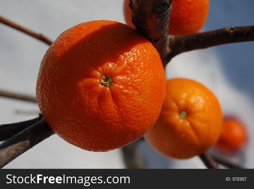 Ice oranges during winter time