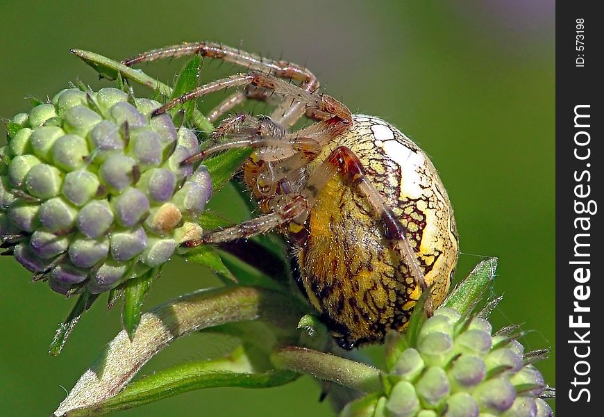 Spider of family Argiopidae on a flower.