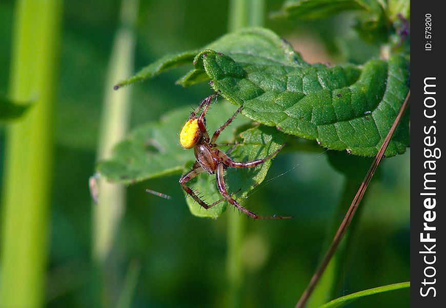 In the summer and it is possible to meet on a meadow or a glade in the autumn. It is widespread. The photo is made in Moscow areas (Russia). Original date/time: 2004:08:10 10:46:11. In the summer and it is possible to meet on a meadow or a glade in the autumn. It is widespread. The photo is made in Moscow areas (Russia). Original date/time: 2004:08:10 10:46:11.