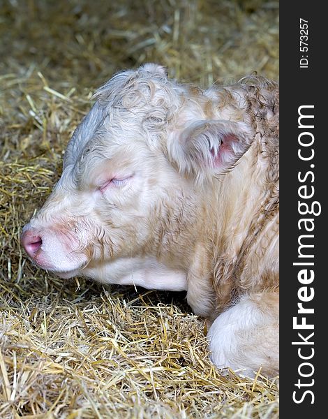 Large white, hairy cow asleep in the hay indoors on a farm. Large white, hairy cow asleep in the hay indoors on a farm