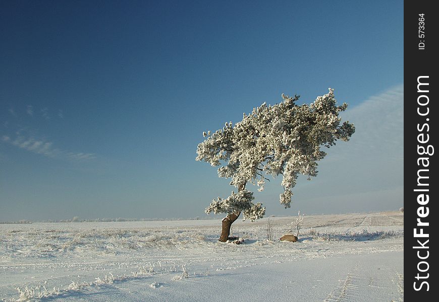 Lonely tree in the winter landscape. Lonely tree in the winter landscape.