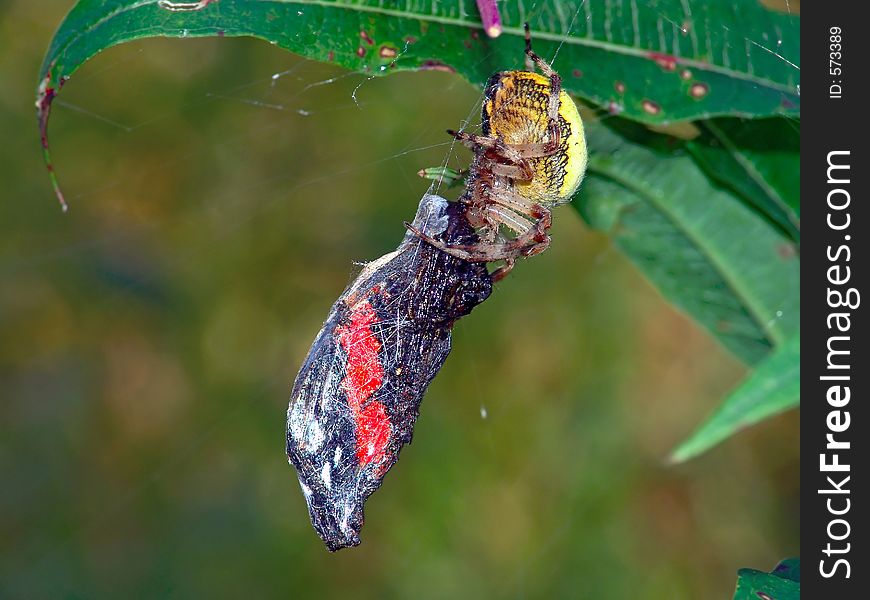 It is possible to meet on a meadow or a glade. The spider has caught butterfly Vanessa atalanta and has entangled its web. The photo is made in Moscow areas (Russia). Original date/time: 2004:08:20 10:54:34. It is possible to meet on a meadow or a glade. The spider has caught butterfly Vanessa atalanta and has entangled its web. The photo is made in Moscow areas (Russia). Original date/time: 2004:08:20 10:54:34.