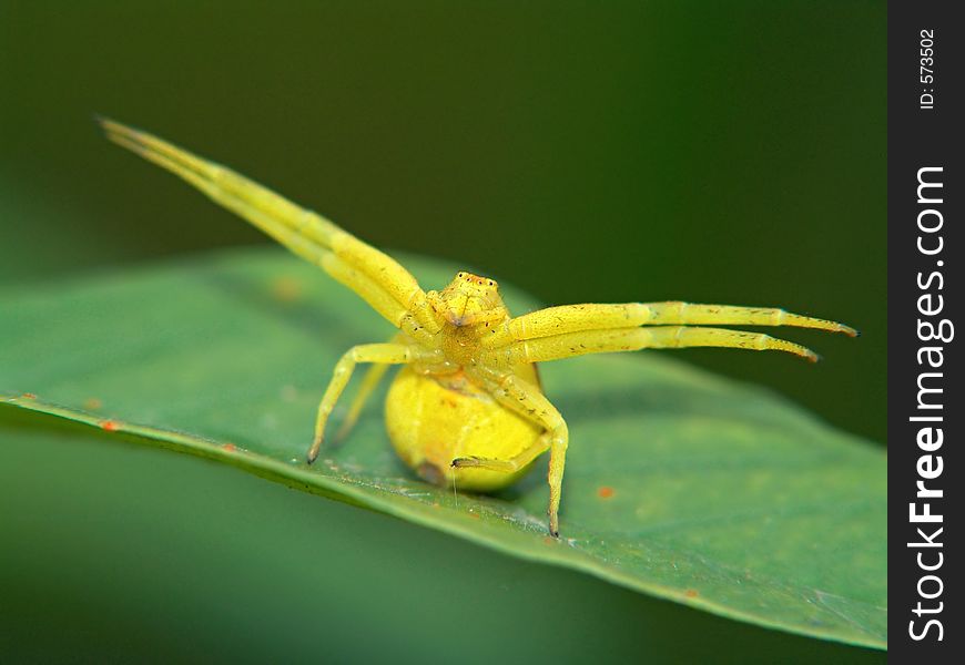 A flower spider (Misumena vatia) in a pose of defense. The photo is made in a garden in Moscow areas (Russia). Original date/time: 2005:06:09 12:01:14. A flower spider (Misumena vatia) in a pose of defense. The photo is made in a garden in Moscow areas (Russia). Original date/time: 2005:06:09 12:01:14.