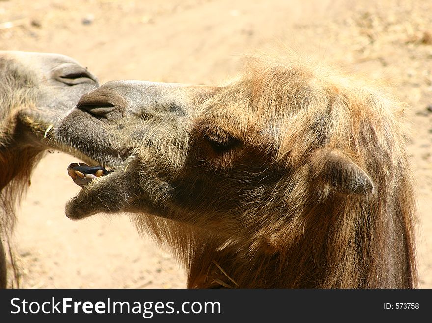A camel head in profile