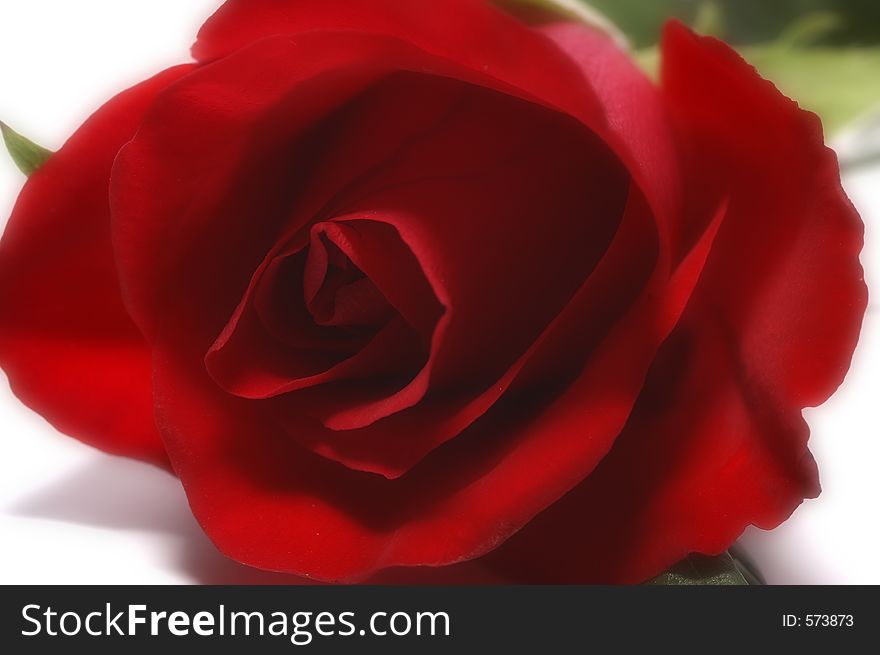 Soft rose - detail