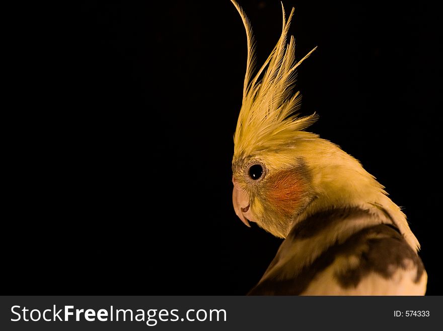 Yellow cockatiel looks at the camera