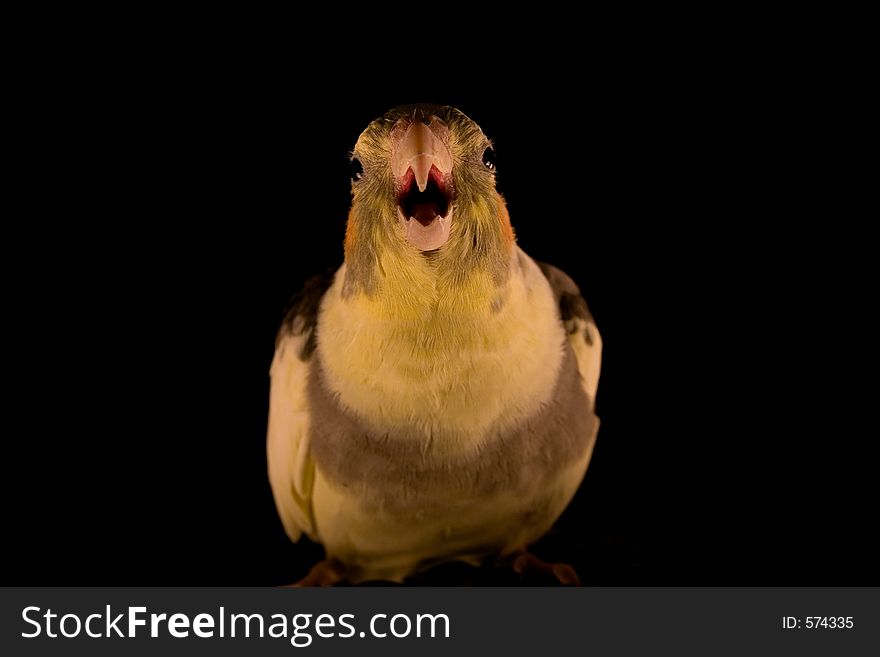 Yellow Cockatiel Attack