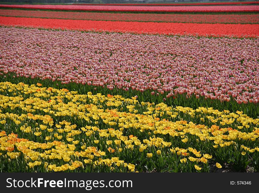 Tulips in spring time. Tulips in spring time