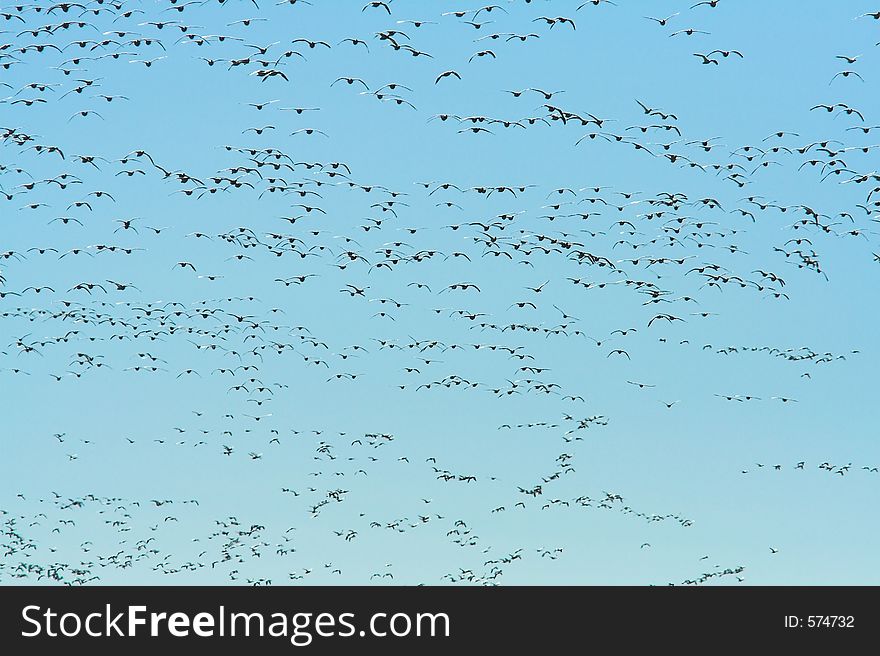 A ground view of a flock of Siberian Snow Geese flying during the winter stay at Fir Island in Skagit County, Washington. A ground view of a flock of Siberian Snow Geese flying during the winter stay at Fir Island in Skagit County, Washington.