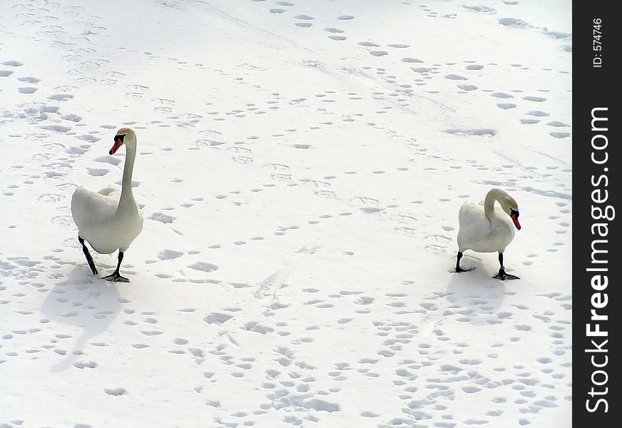 Pair of swans