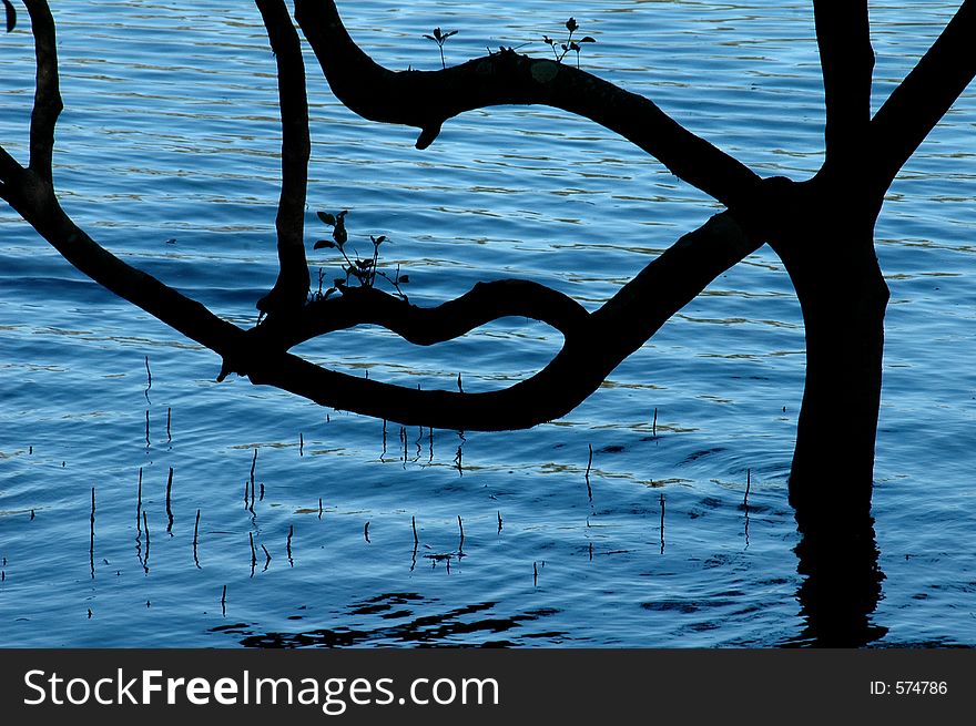 Mangrove tree silouette in the river. Mangrove tree silouette in the river