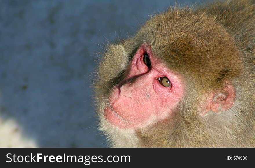 A Japanese macaque looking up