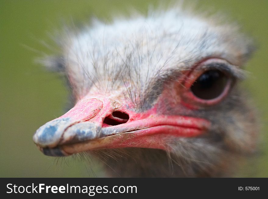 Ostrich Beak