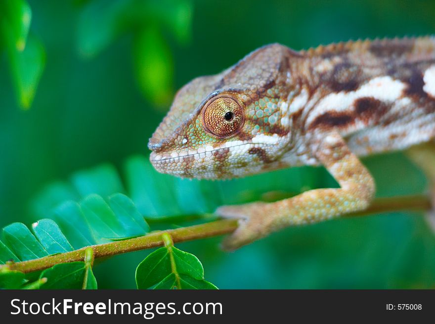 Wild chameleon, Madagascar