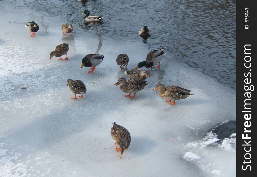 Ducks eating bread from ice in River near Lindsay Ontario. Ducks eating bread from ice in River near Lindsay Ontario