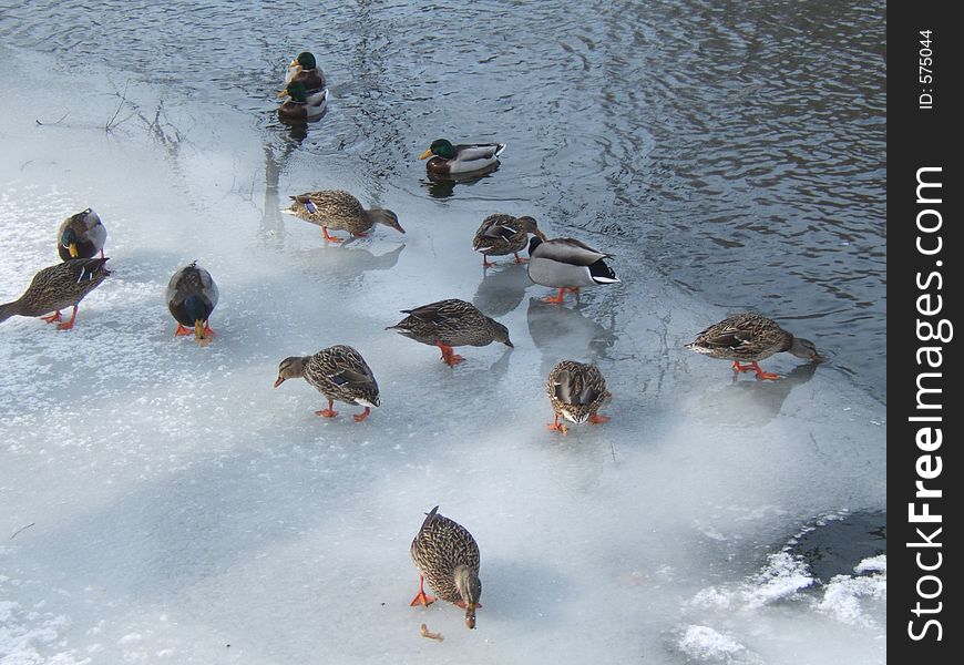 Ducks eating bread on ice in the river. Ducks eating bread on ice in the river