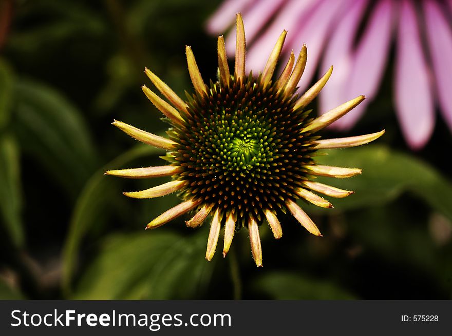 The last days of fall reveal a heart in the center of a flower. The last days of fall reveal a heart in the center of a flower.