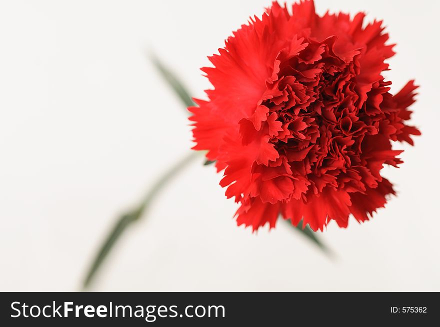 Red carnation in a white background